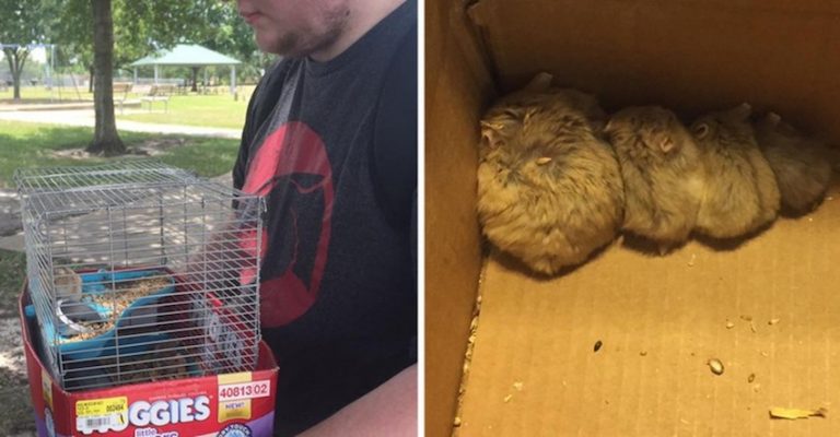 People Playing Pokémon Go Save 27 Abandoned Animals, Help Shelter Dogs