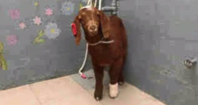 harley the goat