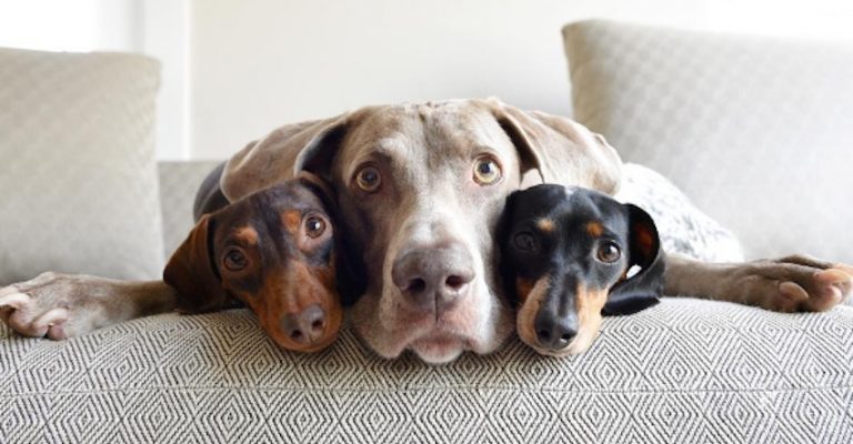 This Weimaraner And His Two Pals Are The Most Adorable Trio On The Internet