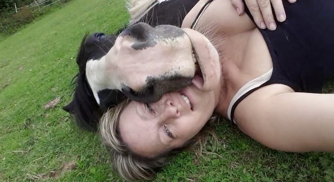 horse nap