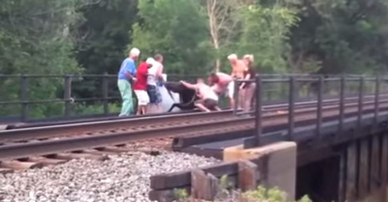 horse rescued from bridge
