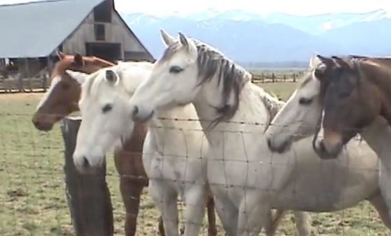 Miniature Stallion Falls In Love With Herd Of Curious Horses