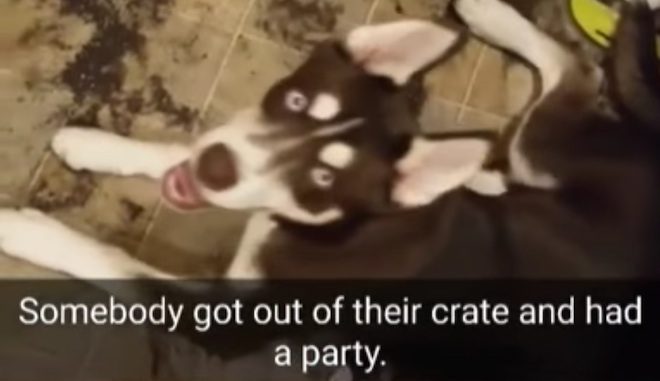 Husky Puppy Is Super Proud Of The Mess He Made In The Kitchen
