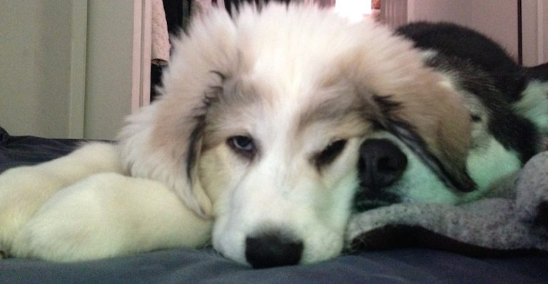 Siberian Husky Has The Funniest Reaction To His New Puppy Sibling