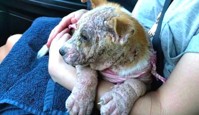 Mila dog rescue