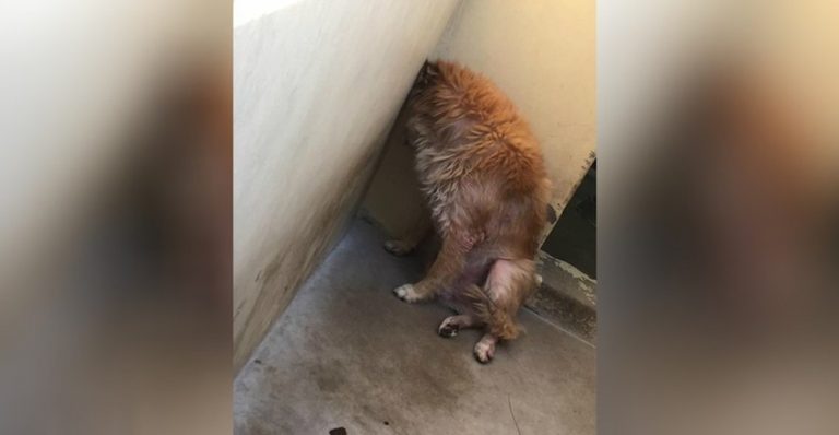 Heartbroken Senior Dog Dumped At Shelter Finds A Happy Ending Thanks To Strangers