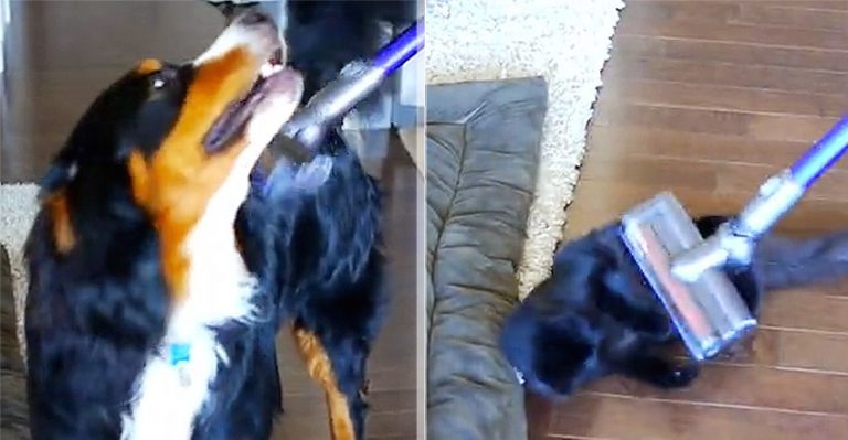 Dog And Cat Have The Funniest Reaction To The Vacuum Cleaner