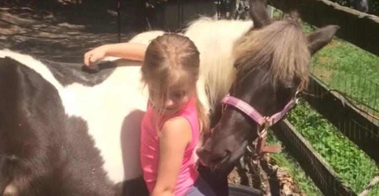 pony back scratch
