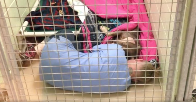 Animal Shelter Employee Catches Dog Being Comforted After Surgery