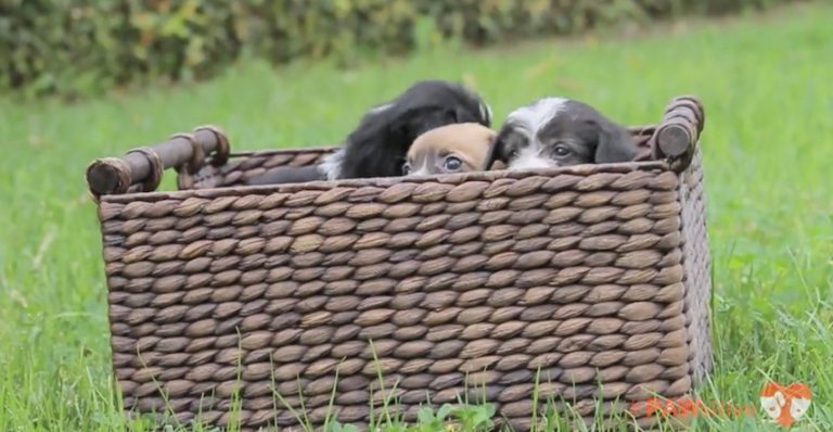 puppies touch grass for first time