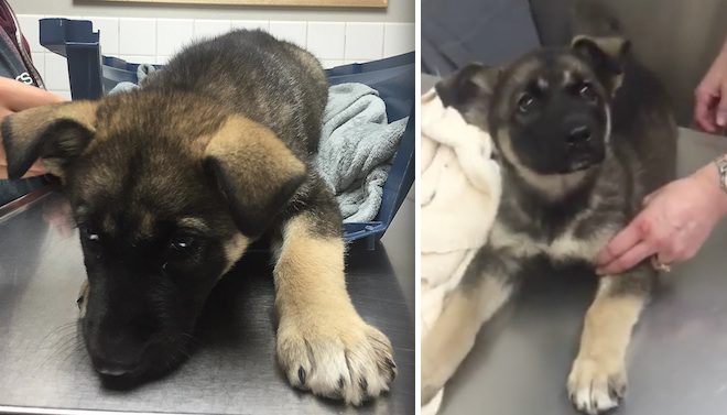 puppy Asha