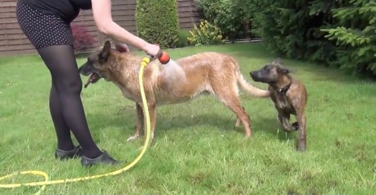 Puppy Hilariously Refuses To Wait His Turn For Hose Shower