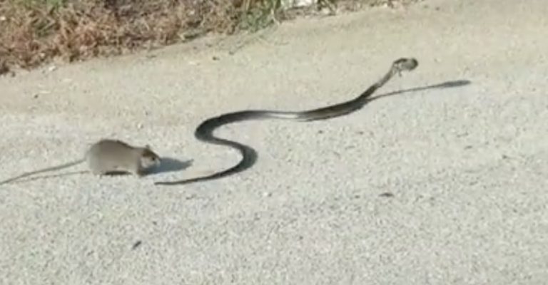 rat attacks snake