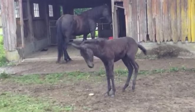 Baby Mule Has Embarrassing Moment While Showing Off And Having Fun