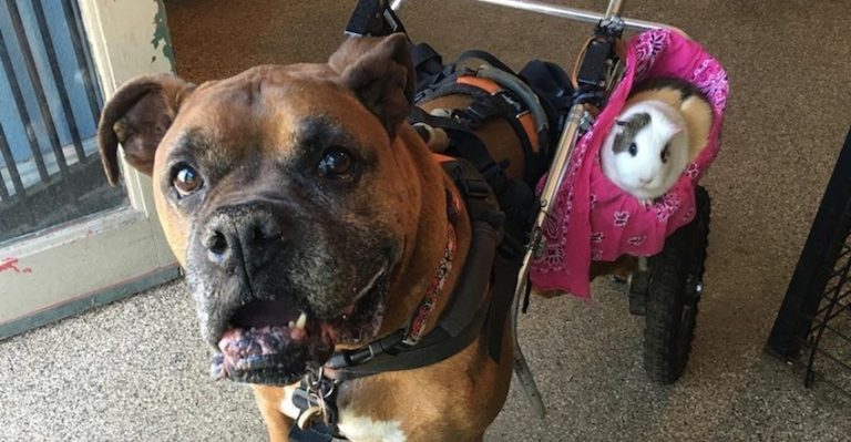 Rex and Smores friendship
