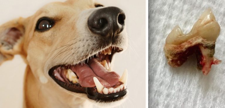 Veterinarians Share Warning About Dangers Of No Sedation Teeth Cleaning