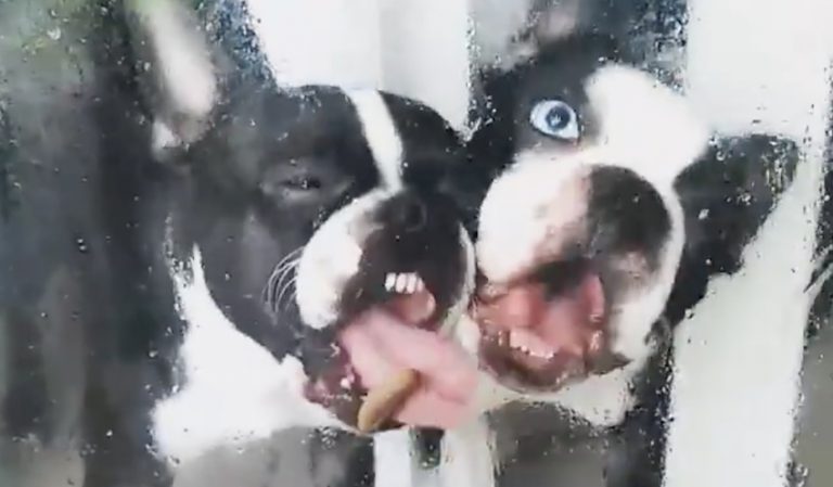 Boston Terriers lick glass
