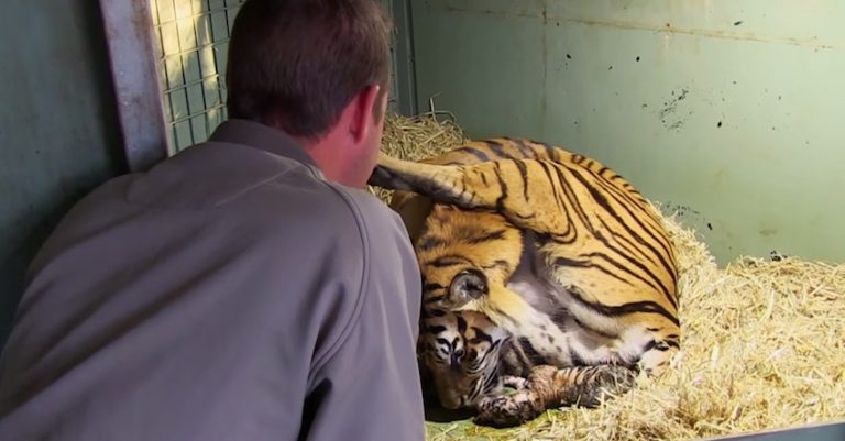 Mother Tiger Gives Birth To Rare Twin Cubs