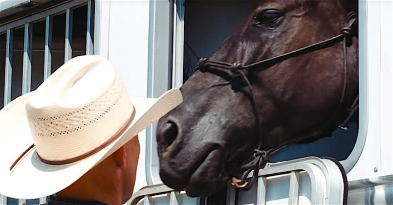 Retiring Military Veteran Horses Provided Loving Homes After They Have Served