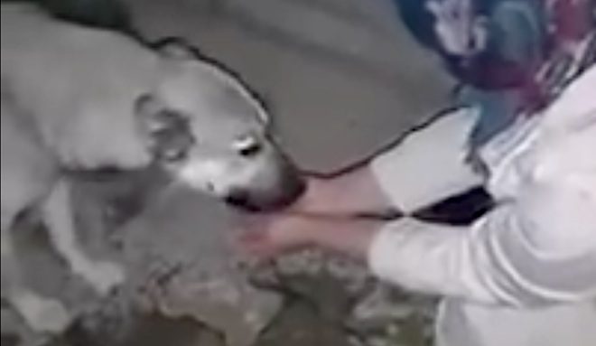 Stray Dog Thanks Woman After She Offers Him Water Cupped In Her Hands