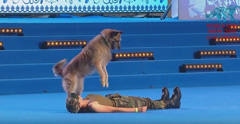 Dog Demonstrates CPR On His Human During World Championship Performance