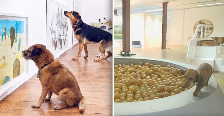 art exhibit for dogs