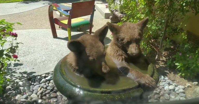 bears in flower pot