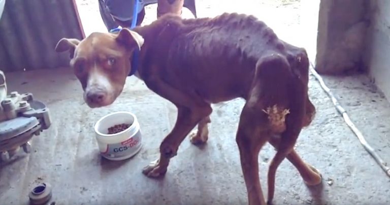 Dog Whose Owner ‘Forgot’ To Feed Him In Disbelief When Rescuers Give Him Food