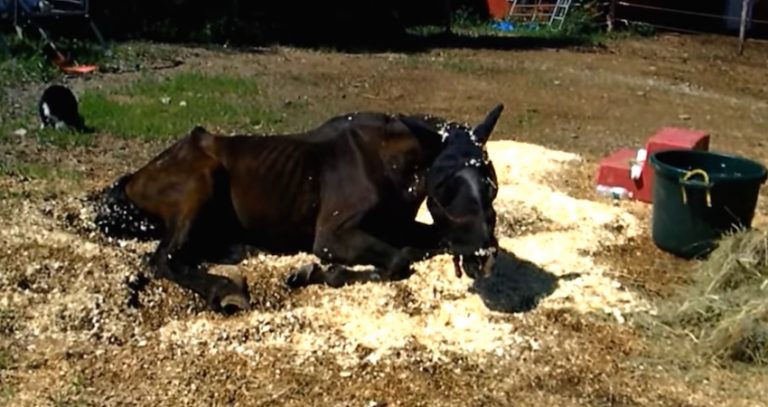 Horse Who Had Been Starved And Left To Die Makes Miraculous Recovery