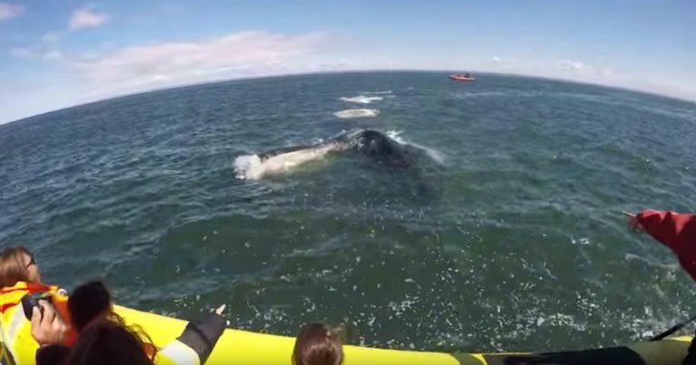 blue whale approaches boat