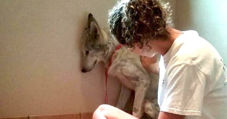 Stray Wolf Dog Timidly Huddles In Corner Until He Finds Sanctuary With A New Friend