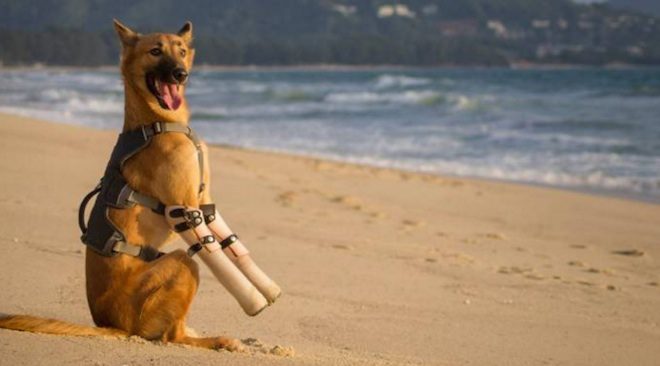 cola the dog