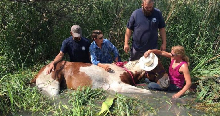 Cupcake the horse rescue
