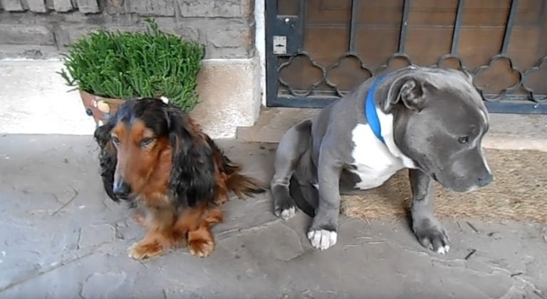 Man Wants To Know Which Of His Dogs Chewed His Shoe, Guilty Party Adorably Confesses