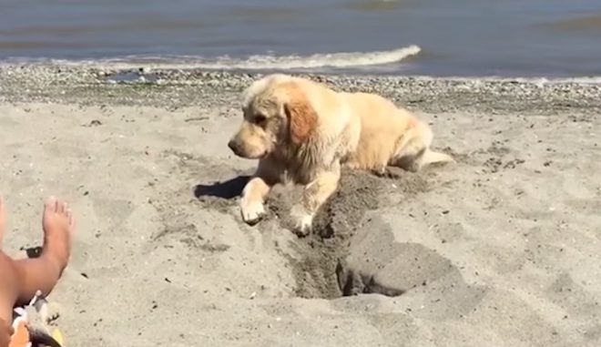 Dog Has Hilarious Burst Of Energy When Digging At The Beach