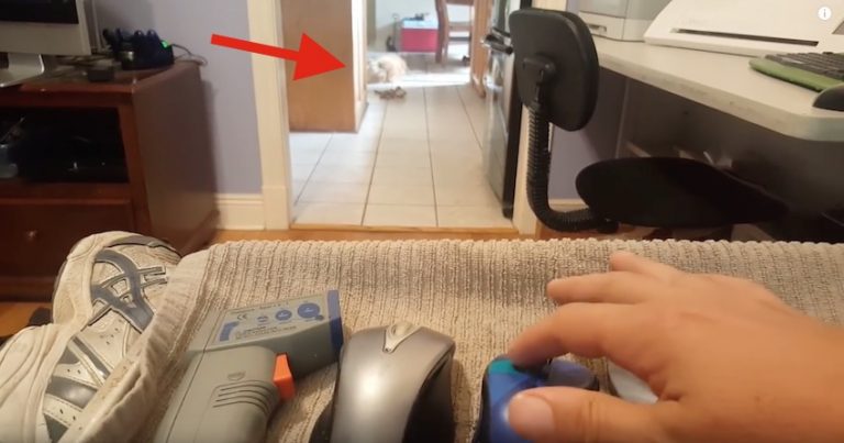 Smart Dog Passes His Dad’s Hearing Test With Flying Colors