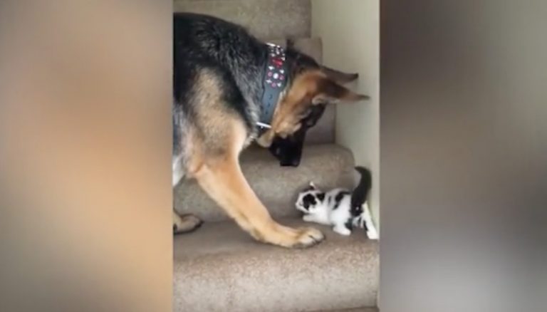 Protective German Shepherd Dog Helps Kitten Trying To Get Up The Stairs