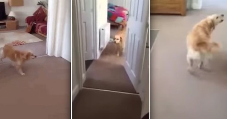Dog Eagerly Sniffs Out Her Hiding Owner After Seven Months Apart