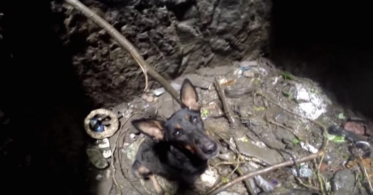 Dog Sobs When She Sees Rescuer Coming To Save Her From Deep Well