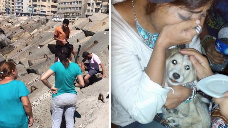 Puppy Trapped Under Concrete Breakwaters For A Month Is Finally Freed