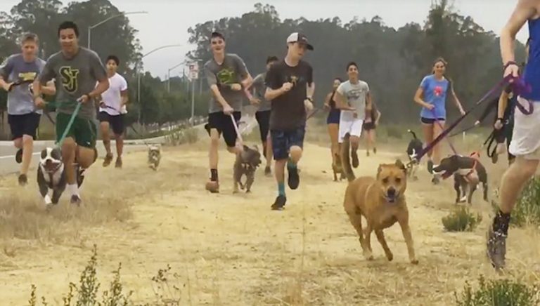 shelter dogs on run