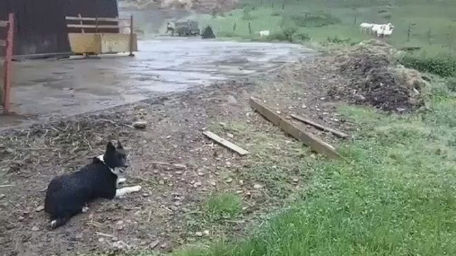 dog sheep herding