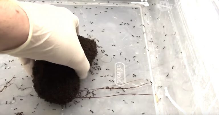 fire ants