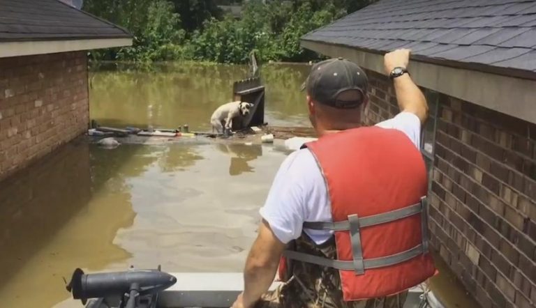 dogs saved from floodwaters