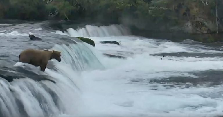 Mama Bear Springs Into Action As Her Three Cubs Tumble Over Waterfall