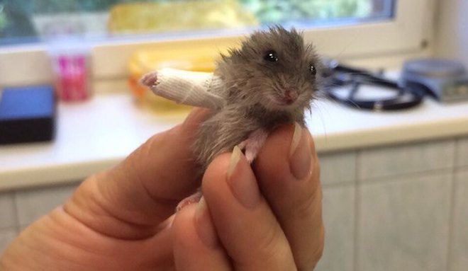 Tiny Hamster With A Broken Arm Tugs At The Heartstrings