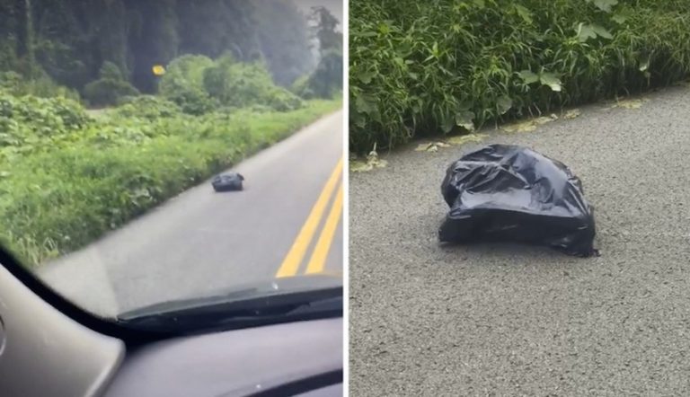 Woman Makes Shocking Discovery After Seeing Garbage Bag Moving On The Road