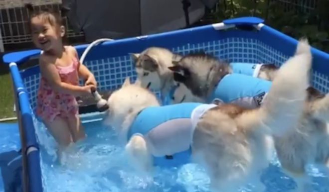 huskies and toddler in pool