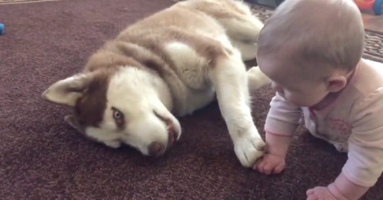 husky plays with baby