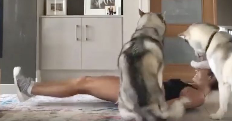 huskies workout routine